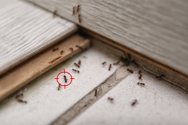 Best Cockroach Control Services  in Denver, CO