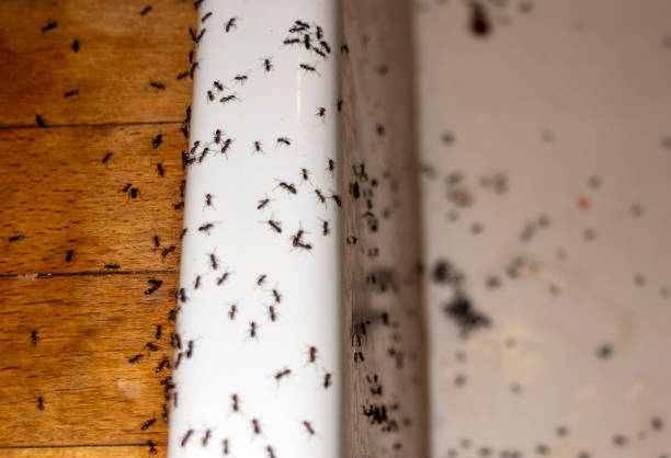 Best Flea Control Services  in Denver, CO