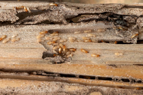 Best Affordable Pest Control Services  in Denver, CO